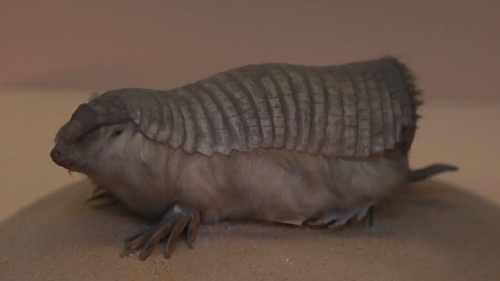 Conservación de especies endémicas en Argentina